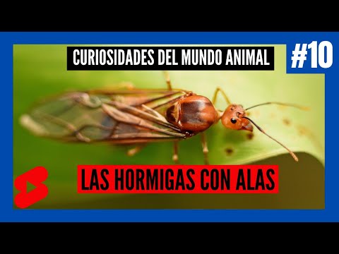 Peso máximo que puede cargar una hormiga: curiosidades del mundo animal