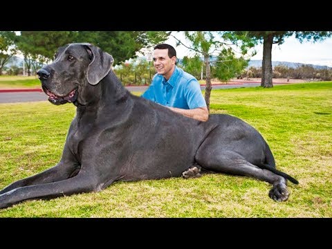 El perro más grande del mundo: datos curiosos y fotos impresionantes